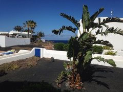 The white strelitzia